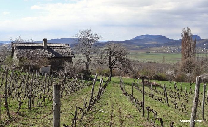 Fekete-hegyi szőlők v