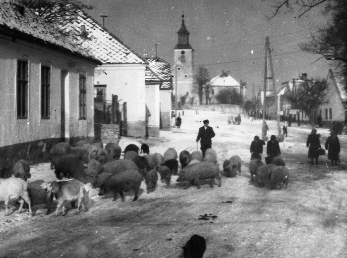 szentgal disznok a faluban 700