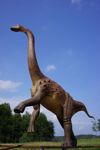 Magyarosaurus 345